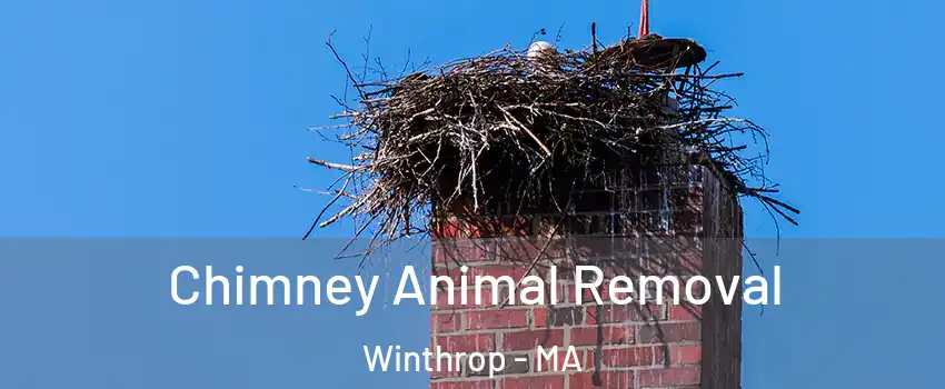  Chimney Animal Removal Winthrop - MA